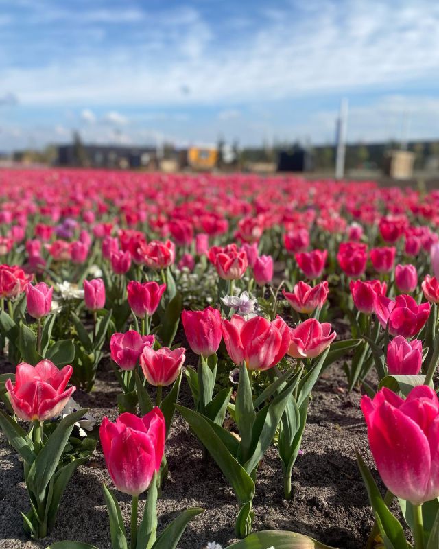 The Floriade Expo in Almere has just opened. From now on and until the 9th of October you can visit this Expo that only takes place every 10 years! #flowers #almere #visitthenetherlands #feeldutch #growinggreencities #expo #culture #travel #grouptravel #floriadeexpo2022