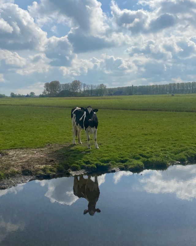 Sunny Sunday in the Dutch countryside😍 #naturephotography #feeldutch #ergaatnietsbovengroningen #visitgroningen #visitnetherlands #travellikealocal #reise #resa #travelphotography