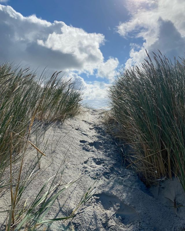 Wonderful day on the Dutch island Schiermonnikoog today! Our Norwegian guests went biking and chilling ☀️🚲🏖 @aaserosas @risoyfhs @reiselivsstilhelse @jansnitjer @flamenchata #feeldutch #håperderekostedere #øytur #ergaatnietsbovengroningen #visitwadden #naturephotography #nature #unescoworldheritage #klassetur #skoletur #grouptravel