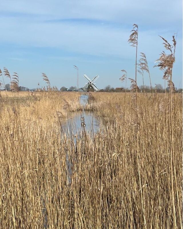 Spring is in the air 😊🌷☀️🪿🦢🌿

#spring #feeldutch #windmill #blueskies #TravelGoals #nederland #visitholland #tulips
